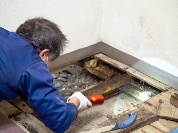 Best Local Mold Removal Service  in Trinidad, CO