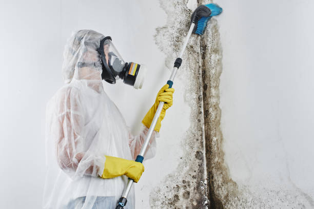 Best Fast Mold Removal  in Trinidad, CO