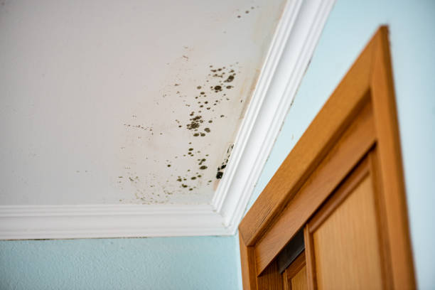 Best Commercial Mold Removal  in Trinidad, CO