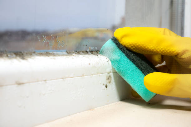 Best Local Mold Removal Service  in Trinidad, CO
