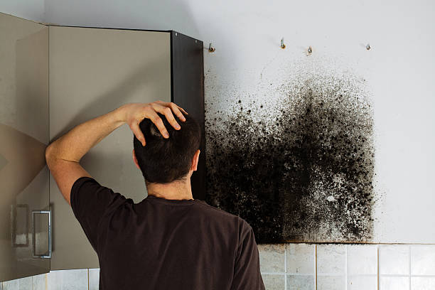 Best Home Mold Removal  in Trinidad, CO