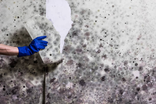 Best Certified Mold Removal  in Trinidad, CO