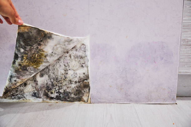 Best Attic Mold Removal  in Trinidad, CO